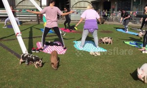 UK farm offers pilates classes surrounded by pigs