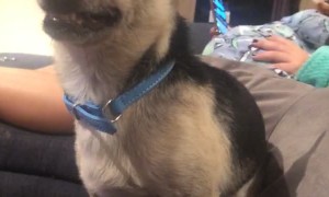 Doggo Doesn't like Camera