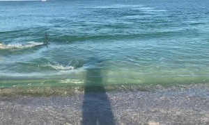 Hammerhead Chases Tarpon Along Beach