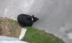 Black Bear Searches for a Snack