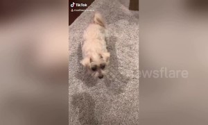 Small dog gets faked out on high five and gets big mad
