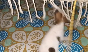 Puppy Teases Snoozing Baby