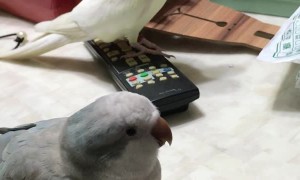 Singing Bird Has Festive Spirit