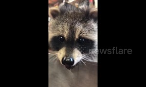 Adorable rescued baby raccoon recuperates in Canadian home