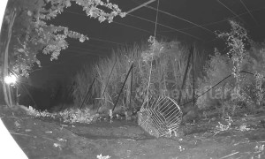 Heartwarming moment rescued baby leopard is united with mother