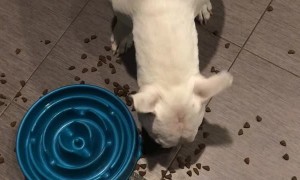 Dog Outsmarts Slow Feed Dog Bowl