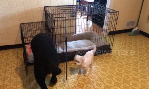 Switcheroo! Hilarious moment giant dog and tiny dog swap beds in Ohio