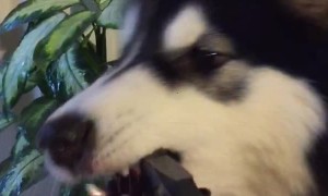 Malamute Wants Water More Than Plant