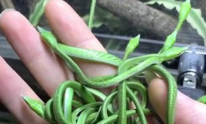 Handful of Slithering Baby Snakes