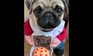 Pug is ready to become a pizza delivery driver! 