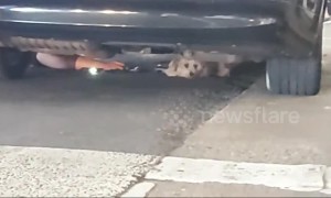 Heartwarming and intense moment runaway dog at Los Angeles airport rescued underneath car