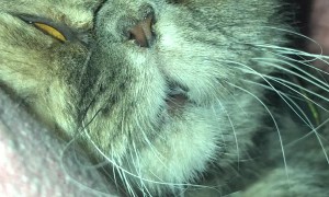 Kitty Lounges Lazily