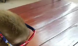 Chill Monkey Plays on Phone