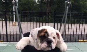 Bulldog puppy swings like a mini wrecking ball