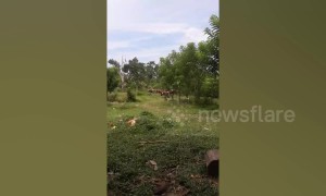 Motorbike riders carry massive logs in the Philippines