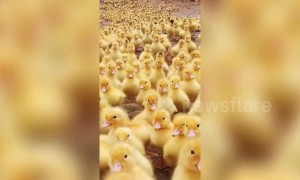 Cute overload! Thousands of adorable ducklings waddle down to pond
