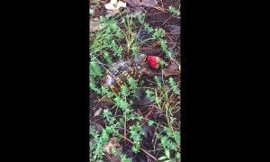 US man gives turtle a strawberry after it shows up on driveway
