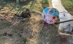 Capuchin Monkey Keeps Cool with Sprinkler