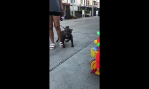 Dog confused when listening to 'twinkle twinkle little star' in Bangkok