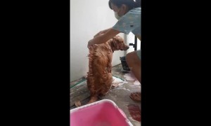 Golden retriever given mohawk hairstyle during wash in Thailand