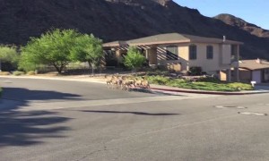 Several Wild Sheep Cross Residential Street
