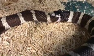Incredibly rare moment kingsnake nearly eats half of ITSELF
