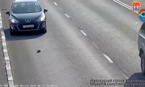 Hero Stops On Busy Highway To Save Abandoned Kitten