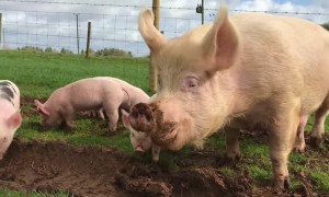 Mother Pig And Piglets Go Outside For First Time After Being Rescued