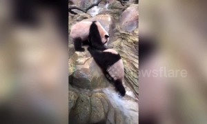Panda-monium!  Bears spotted fighting in Chinese zoo