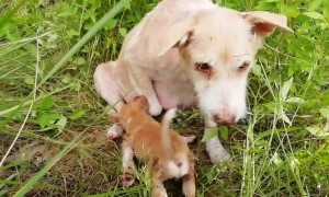 Mother dog cries for help and watches anxiously as her five trapped puppies are rescued in Thailand