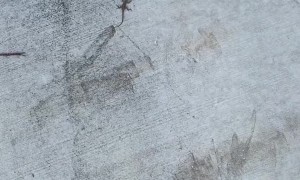 Lizard Rescued After Latching onto Car