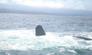 Epic battle between two killer whales in South Africa