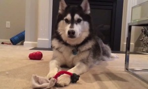 Husky throws fit after owner decides not to play with him
