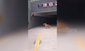Curious golden retriever in Beijing left mesmerised by its own reflection