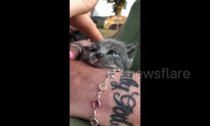 Adorable newborn US kitten battles to stay awake while being stroked by her owner