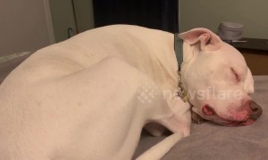US dog sounds likes a 'drowning horse' as he sleeps