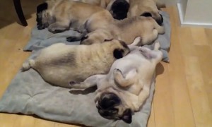 Adorable pile of sleeping pugs snore in unison