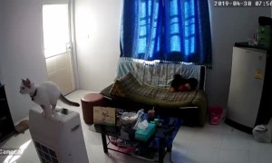 Cat Jumps, Ruins Everything