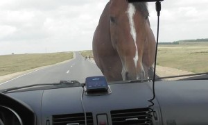 Horse Blocks Road Demanding Treats