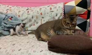 Adorable tiny kitten plays with angry big cat's tail