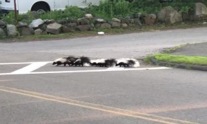 Skunk Family Cross Road Safely