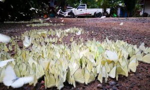 Thousands of butterflies flutter on the ground after rain in Thailand