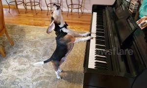 Buddy Mercury! Singing piano pup is back with his new song