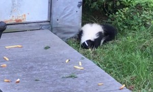 Skunk Snacking on Some Fries