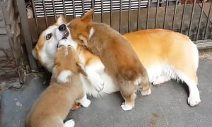 Puppies adorably attack a playful Corgi