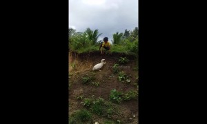 Determined duck retrieves boy's shoe and gives it back to him