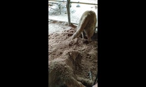 Thai Golden Retriever buries his lazy sister in soil after she refuses to play