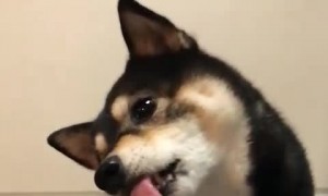 Bottle Top Loosened with Licks