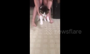 Clearly no! Little girl puts clear tape on cat's paws which it shimmies away furiously