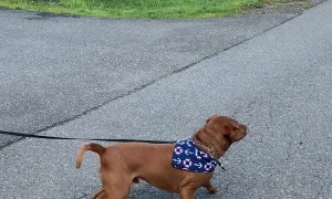 Bubbly Dog Bounces for Treats